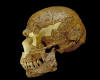 cromagnon_small