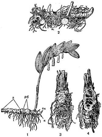 Рис. 215. Корневища: