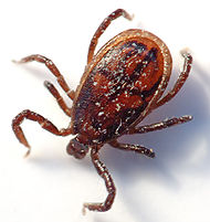 Tick male (aka).jpg