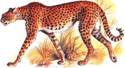 http://t1.gstatic.com/images?q=tbn:ANd9GcS4cfOaNGGyH5AVkyG-7HaPsSqLnMvMr7xmdaMn1D-BYWs_FEyyww