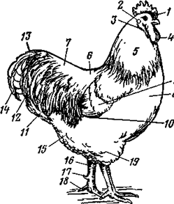 http://*****/distance/zif_03/razvedenie-110401/img/image010.gif