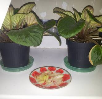 ��������: E:\����\_072133.jpg