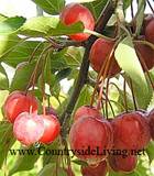 Malus. ����� ������ ������