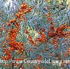 Hippophae.