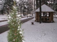 Зимняя аллея