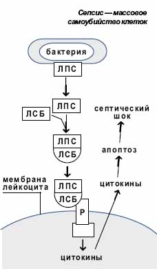 Сепсис — массовое самоубийство клеток