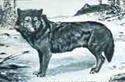 http://www.prehistory.com/canis.htm
