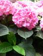 ����:Hydrangea