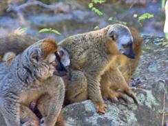 Brown Lemurs, Isalo