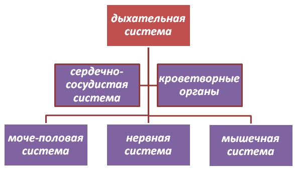 shem1.jpg