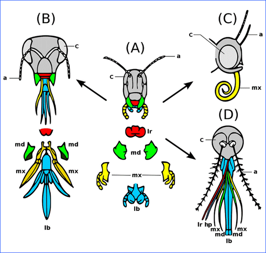 File:Evolution
