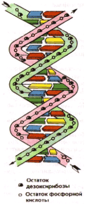 http://*****/library/courses/bio10/lec1_2_1-13.gif