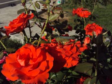 E:\��� �����\����\DSC03571.JPG