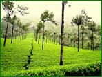 Munnar