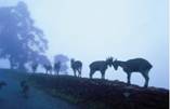 http://www.keralagreenery.org/munnar-hills-rajamalai.jpg