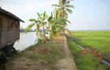 http://upload.wikimedia.org/wikipedia/commons/c/c8/Kerala_Kuttanad2.jpg