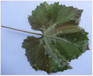 http://*****/images/stories/agro/agro-45.jpg