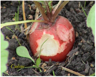 http://*****/images/stories/agro/agro-49.jpg