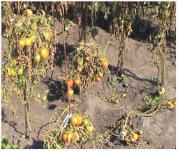 http://*****/images/stories/agro/agro-53.jpg