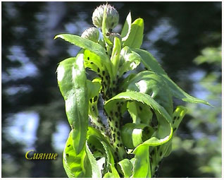 http://*****/images/stories/agro/agro-48.jpg