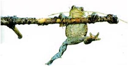 �����������:frog.JPG