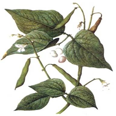 phaseolus_vulgaris