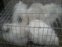 http://*****/Files/image/dscn3268.jpg