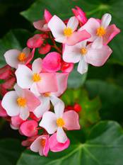 begonia.jpg