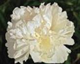 C:\Documents and Settings\Admin\������� ����\�����2������ �����\duchesse de nemours.jpg
