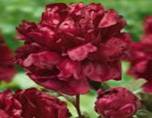 C:\Documents and Settings\Admin\������� ����\�����2������ �����\Francoise-Ortegat-Peony.jpg