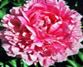 C:\Documents and Settings\Admin\������� ����\����� 3 ���� ������\lady_kate_ps.jpg