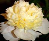 C:\Documents and Settings\Admin\������� ����\����� 3 ���� ������\laura_dessert_Pin_s.jpg
