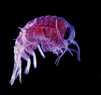 http://upload.wikimedia.org/wikipedia/commons/thumb/e/e0/Hyperia.jpg/200px-Hyperia.jpg