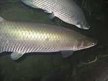 http://upload.wikimedia.org/wikipedia/commons/thumb/b/b0/Arapaima049.JPG/220px-Arapaima049.JPG