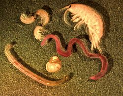 http://upload.wikimedia.org/wikipedia/commons/thumb/d/d5/Benthic_GLERL_1.jpg/250px-Benthic_GLERL_1.jpg