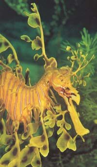 ������� ����� Rhycodurus eques