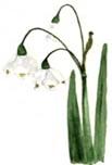 Leucojum"