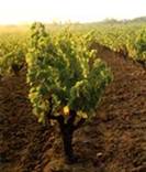 �������� - Languedoc � �������� - Roussillon