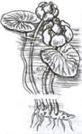 C:\Documents and Settings\Admin\Мои документы\Мои рисунки\img039.jpg