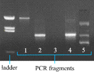 PCR