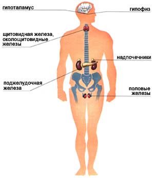 Железы