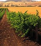 barossa_valey