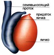 Мужская