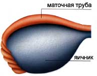Женская