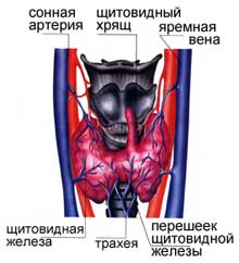 щитовидная