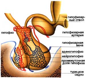 гипофиз