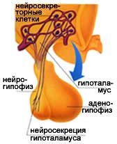 гипоталамус