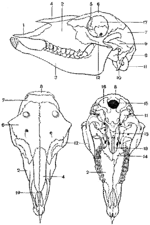 http://*****/kyz/oris8.gif
