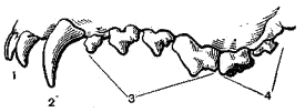 http://*****/kyz/oris9.gif