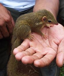 File:Tupaia cf javanica 050917 manc.jpg